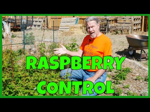 Видео: Как контролировать и размножать малину