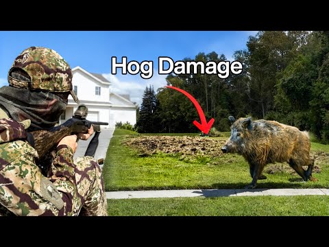 Видео: Я застрелил дикого кабана на подъездной дорожке к чьему-то дому!