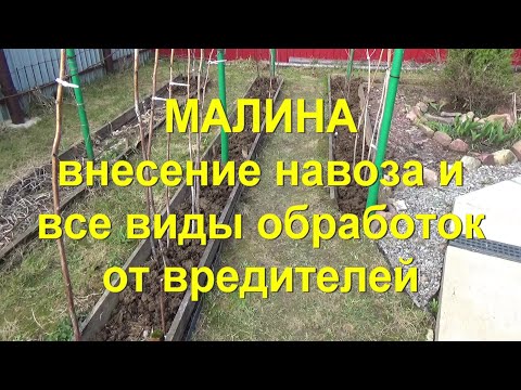 Видео: 56. МАЛИНА по методу Соболева. Часть 8 - обработка от вредителей по "зеленому конусу".