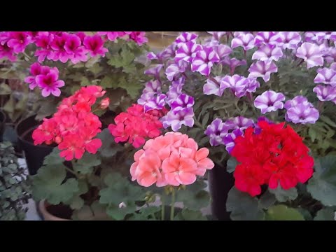 Видео: Как размножить Пеларгонию (Герань) черенками Супер Способ🌷