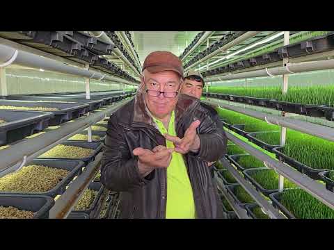 Видео: +992972945050 Дилшод. навори нав оиди гидропоника.