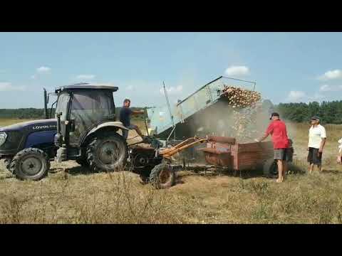 Видео: Уборка картофеля комбайном Anna Z644 с трактором Lovol 504