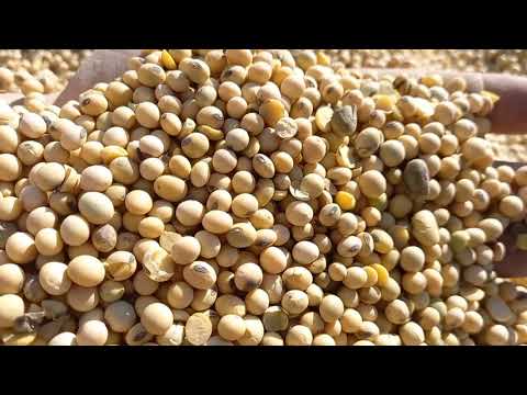 Видео: Молотимо СОЮ🌱 2024‼️ Урожайність 38-40 ц/га.