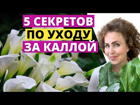 Видео: Вырастить КАЛЛУ легко! Секреты ухода за Каллой.