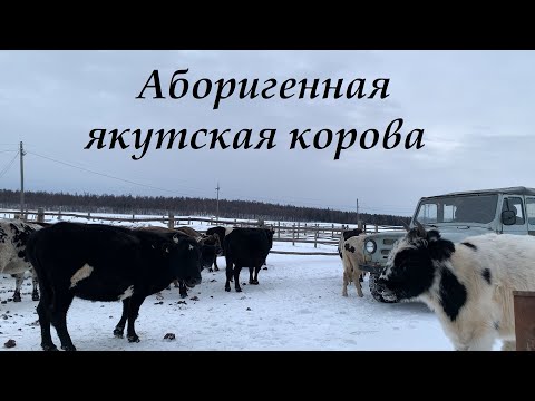 Видео: Морозостойкие якутские коровы. В гостях у фермеров якутского КРС.  Yakutian cattle.