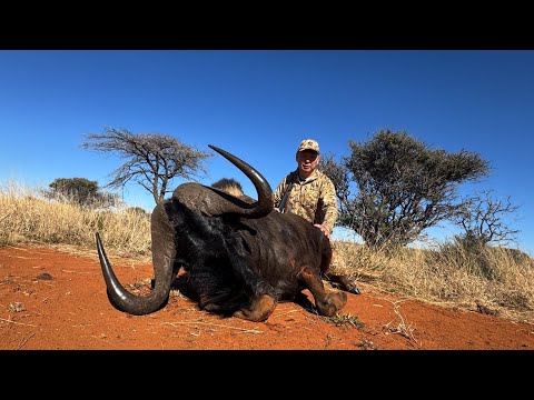 Видео: Охота в Африке 2025