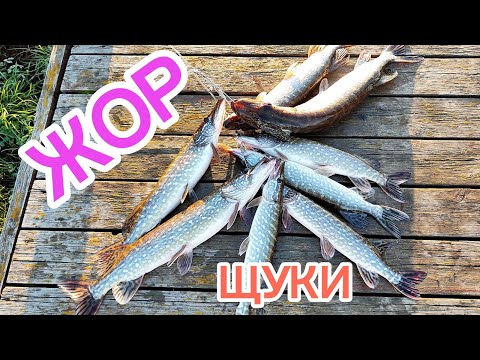 Видео: Осенний жор щуки!!! Рыбалка на спиннинг.