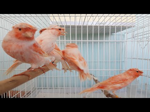 Видео: канарейкаларни копайтириш сирлари // секреты разведения канареек