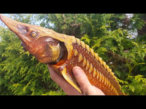 Видео: И снова горячее копчение🐟😋 Красиво и вкусно (осётр)