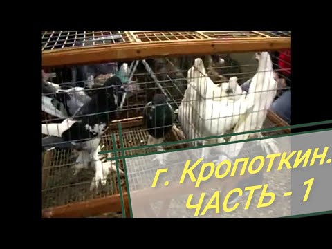 Видео: 1.ч. 🔥ВЫСТАВКА - ЯРМАРКА ГОЛУБЕЙ. г. КРОПОТКИН🔥. 25.10.2020.г. kropotkin.