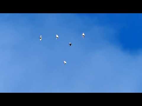 Видео: Ижевские и пермские голуби. Полёты 26.07.24.