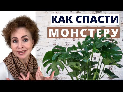 Видео: Как спасти МОНСТЕРУ. Размножение Монстеры черенками, листьями. Монстера особенности ухода.