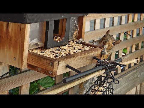 Видео: Bird feeding online cam 🐿️📺🐦 | Годівниця онлайн #bird #feeding #online #cam