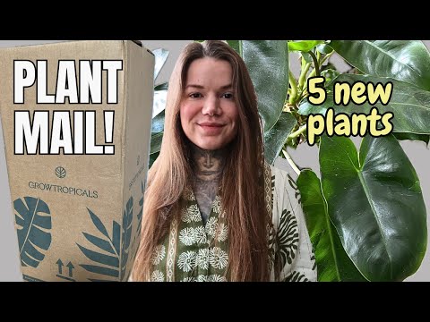 Видео: РАСТЕНИЯ! Распаковываем новые комнатные растения от GrowTropicals