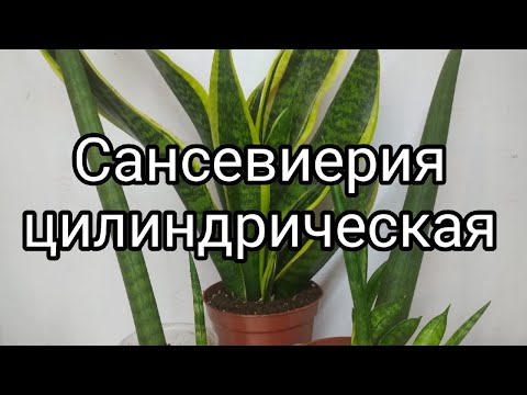 Видео: Сансевиерия цилиндрическая: уход в домашних условиях/ размножение