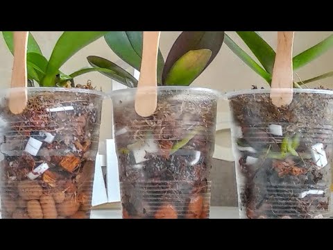 Видео: УСКОРЬ УКОРЕНЕНИЯ орхидеи! корни БЕЗ ГНИЛИ, листья С ТУРГОРОМ! ПЕРЕСАДКА ПОДРОСТКА орхидеи!