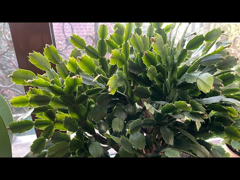 Видео: Кактус Шлюмбергера (Декабрист) готовится к цветению. Октябрь.#декабрист #кактусшлюмбергера