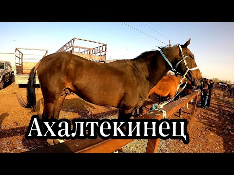 Видео: АЛМАТЫ-МАЛ БАЗАР ҰЗЫНАҒАШ 07.05.2023 ЖЫЛҚЫ БАҒАЛАРЫ