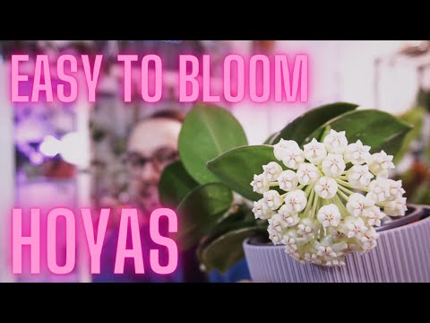 Видео: 10 хой, которые зацветут менее чем за 10 месяцев