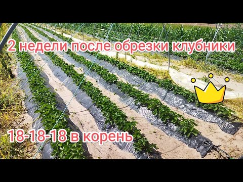 Видео: Клубника после обрезки, кормление в корень после обрезки 18-18-18, вертимек и апполо против клеща
