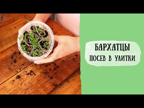 Видео: БАРХАТЦЫ посев в улитки