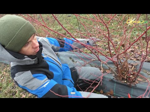 Видео: Чорниця (лохина) Река. Обрізка дорослого куща 🔵🌿