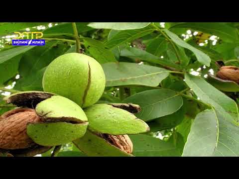 Видео: 9-класс | География | Жалал-Абад областы