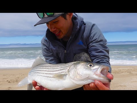 Видео: Видеоблог о рыбалке в Калифорнии — полосатый окунь, серф-окунь и многое другое!