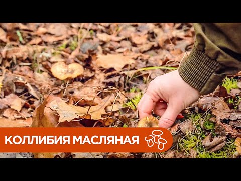 Видео: Гриб Коллибия Масляная. Где и как растет денежка масляная?