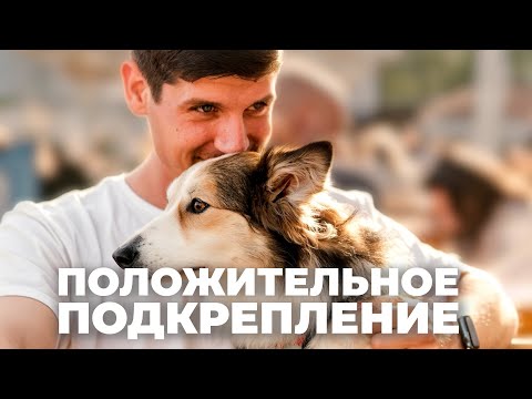 Видео: Что такое настоящее подкрепление 🐶 Как правильно хвалить собаку