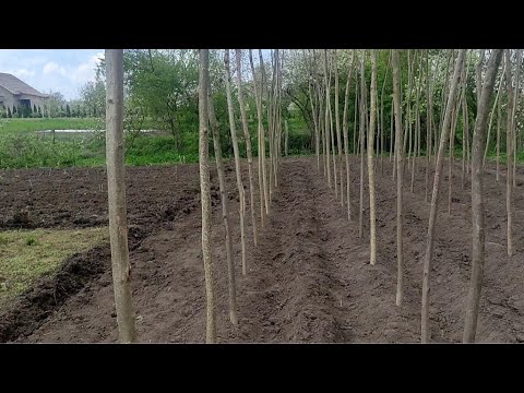 Видео: Бізнес на Квасолі . Посадка, догляд.