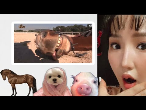 Видео: ЖҮЖИГЧИН МОРЬ ГЭНЭ ҮҮ 😳😳 УХААНТАЙ АМЬТАД 🤭😍