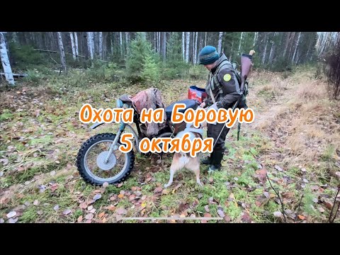 Видео: Пятый выезд с Заграем. Осень, промысловая подготовка и тайна леса впереди 😁