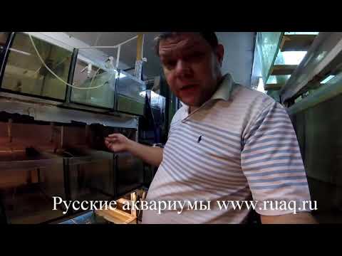 Видео: Икра золотых рыбок.