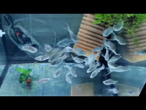 Видео: Часть моих аквариумов.