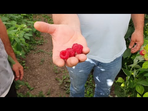 Видео: Первая малина в этом году. Урожай на побегах прошлого года.