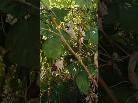 Видео: Позэ hындыл.