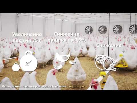Видео: COOL-R снижает воздействие теплового стресса в птицеводстве