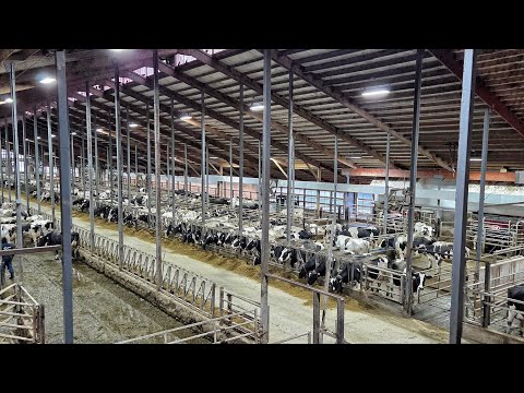 Видео: Роботизированные работы в молочном коровнике