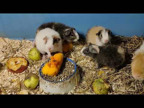 Видео: 14 свинок + 8 попугаев и 3 черепахи в одном видео. Жду Новых питомцев