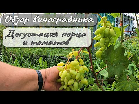 Видео: ОБЗОР ВИНОГРАДНИКА ДЕГУСТИРУЕМ ПЕРЕЦ И ТОМАТЫ