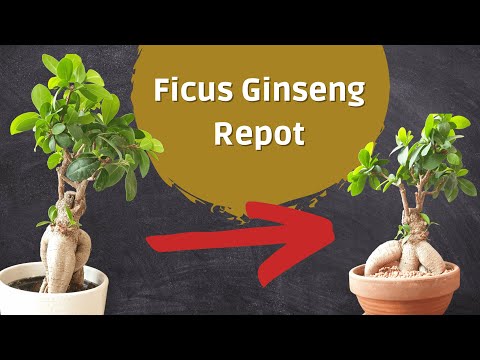 Видео: Бонсай из фикуса микрокарпа «Женьшень» — радикальная пересадка!