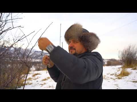 Видео: ловля щеглов  чижей чечеток