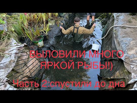 Видео: ВЫЛОВИЛИ ВСЮ АКВАРИУМНУЮ РЫБУ ИЗ ПРУДА Ч2. Спустили до дна, выловили и перевели в домашние аквариумы