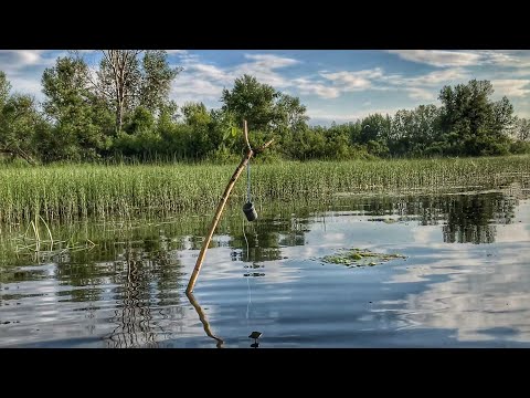 Видео: ЛЕТНИЕ ЖЕРЛИЦЫ, ЩУКА !! ОСТАВИЛ НА НОЧЬ | самоловка