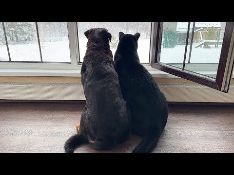 Видео: Вредная пантера Луна 😈