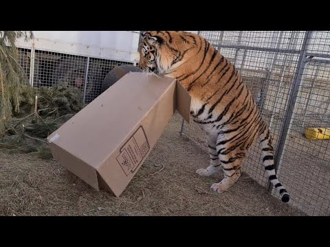 Видео: Как Поймать Тигра ?/ How to catch a tiger?