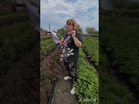 Видео: Промышленное выращивание пионов на срез. (видео √2) Апрель2025.#пионы                  89883883434