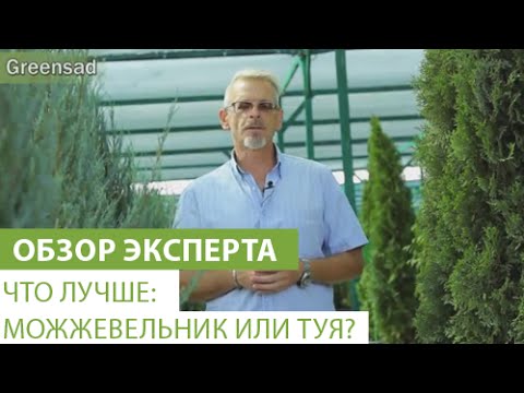 Видео: Что лучше: можжевельник или туя?