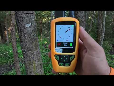 Видео: Отзыв охотника Игоря Светлова о GPS-ошейнике